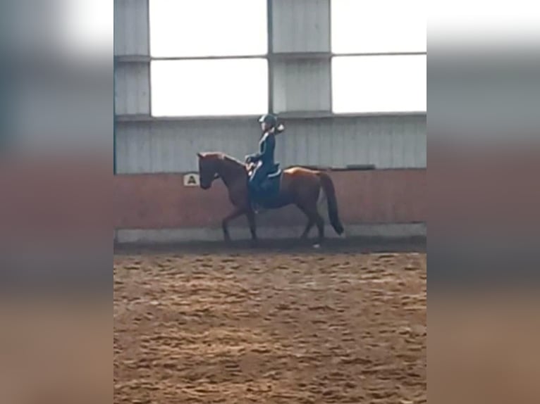 Deutsches Reitpony Wallach 8 Jahre 148 cm Dunkelfuchs in Bad Zwischenahn