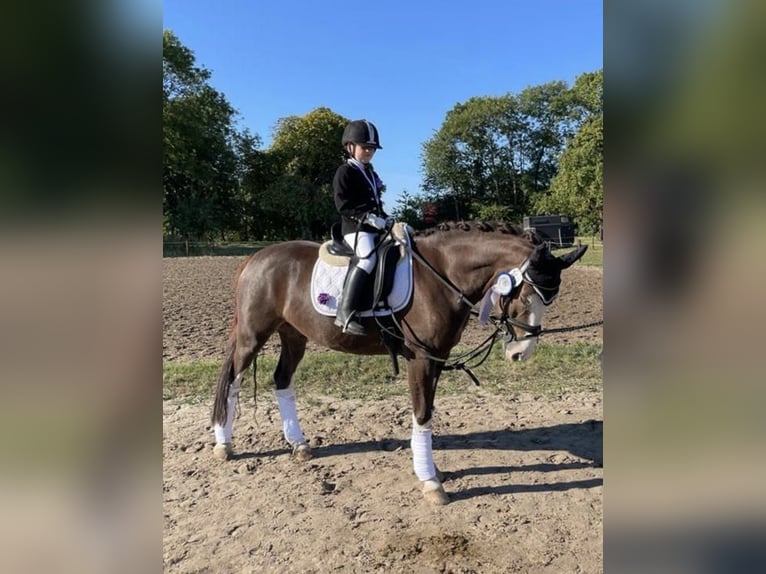 Deutsches Reitpony Wallach 8 Jahre 148 cm Dunkelfuchs in Wangerland