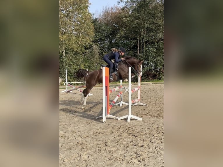 Deutsches Reitpony Wallach 8 Jahre 148 cm Dunkelfuchs in Wangerland