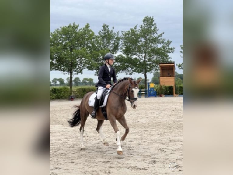 Deutsches Reitpony Wallach 8 Jahre 148 cm Dunkelfuchs in Wangerland