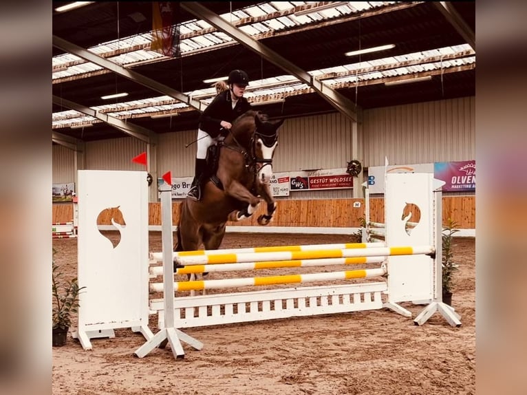 Deutsches Reitpony Wallach 8 Jahre 148 cm Dunkelfuchs in Wangerland