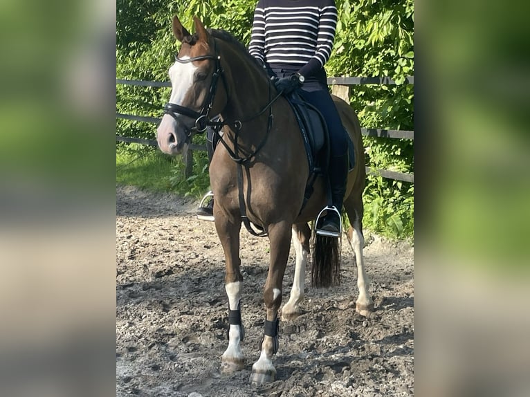 Deutsches Reitpony Wallach 8 Jahre 148 cm Dunkelfuchs in Wangerland