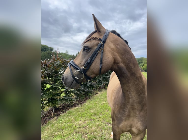 Deutsches Reitpony Wallach 8 Jahre 148 cm Falbe in Marpingen