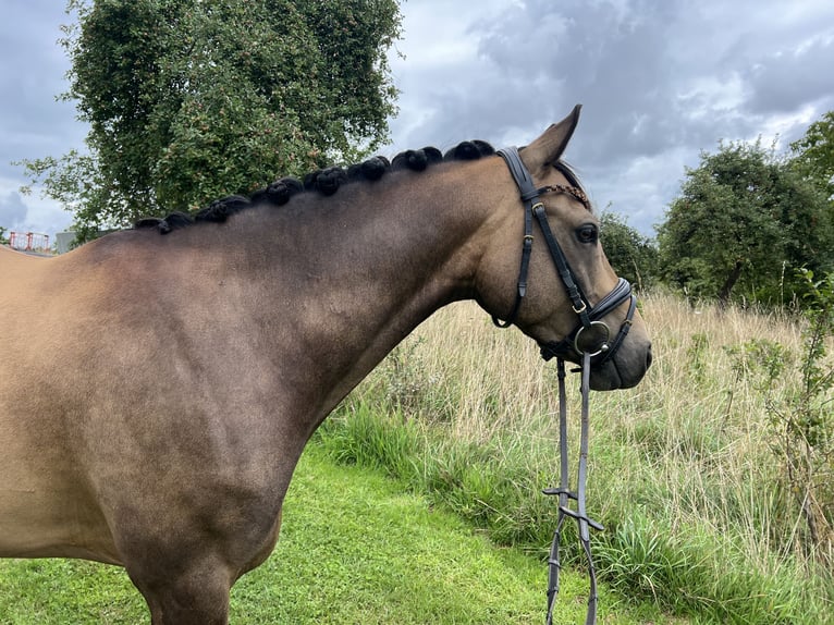 Deutsches Reitpony Wallach 8 Jahre 148 cm Falbe in Marpingen