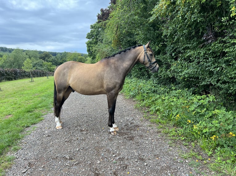 Deutsches Reitpony Wallach 8 Jahre 148 cm Falbe in Marpingen