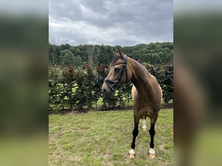 Deutsches Reitpony Wallach 8 Jahre 148 cm Falbe in Marpingen