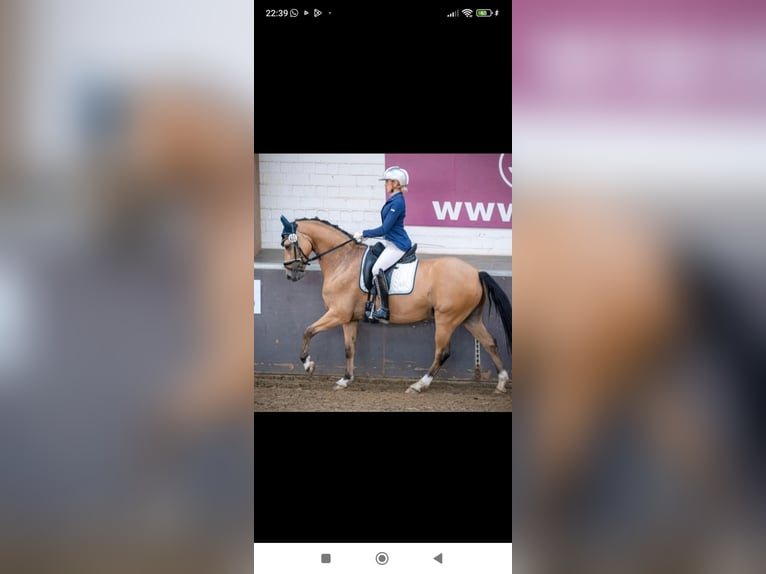 Deutsches Reitpony Wallach 8 Jahre 148 cm Falbe in Essen