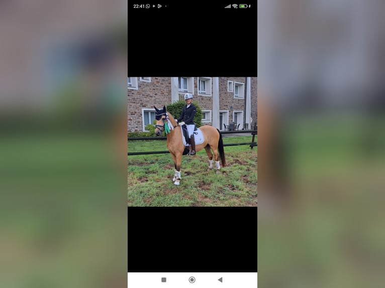 Deutsches Reitpony Wallach 8 Jahre 148 cm Falbe in Essen
