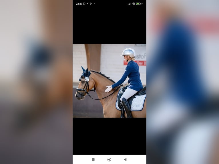 Deutsches Reitpony Wallach 8 Jahre 148 cm Falbe in Essen