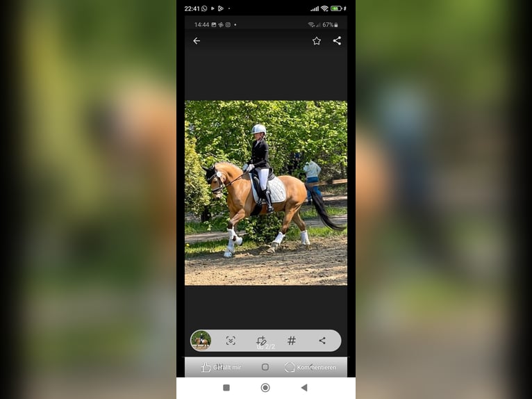 Deutsches Reitpony Wallach 8 Jahre 148 cm Falbe in Essen