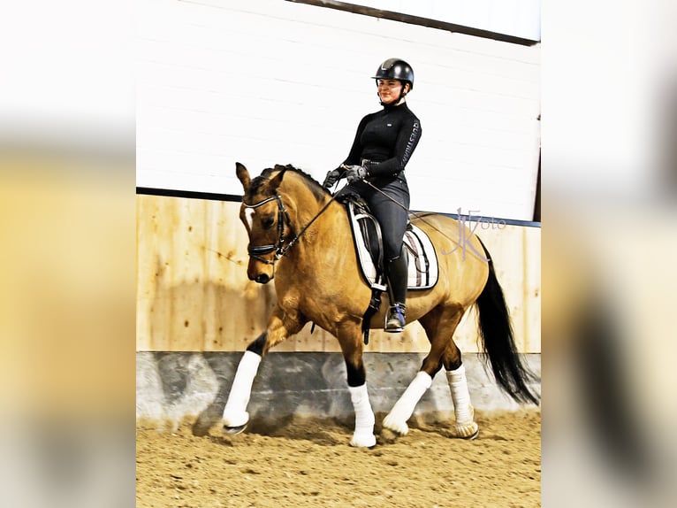 Deutsches Reitpony Wallach 8 Jahre 148 cm Falbe in Kempen