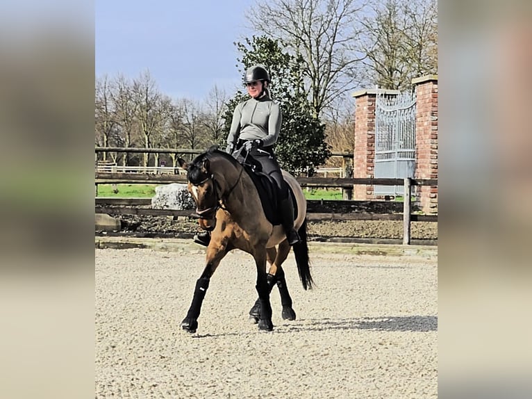 Deutsches Reitpony Wallach 8 Jahre 148 cm Falbe in Kempen