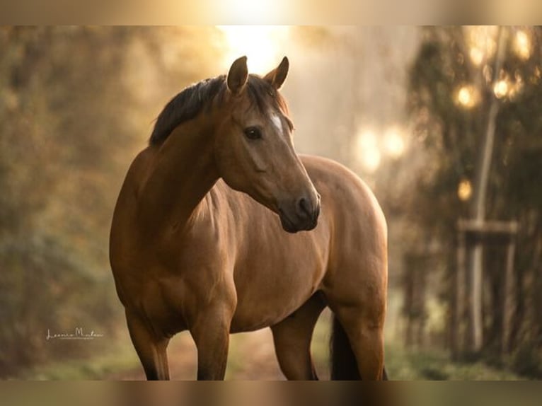 Deutsches Reitpony Wallach 8 Jahre 148 cm Falbe in Mönchengladbach