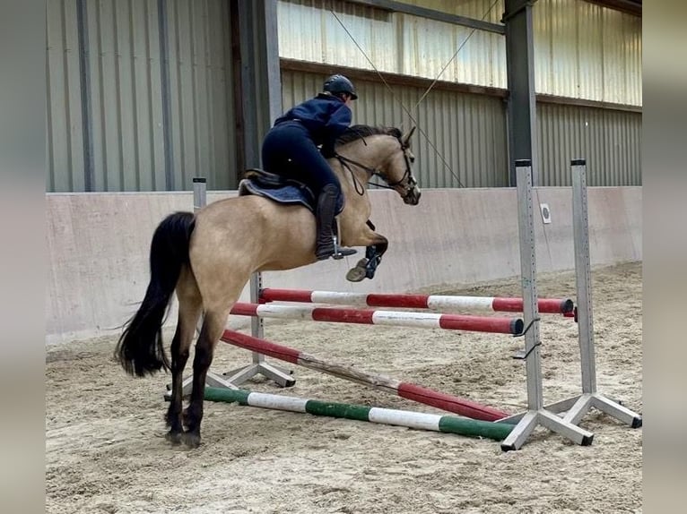 Deutsches Reitpony Wallach 8 Jahre 148 cm Falbe in Dreieich
