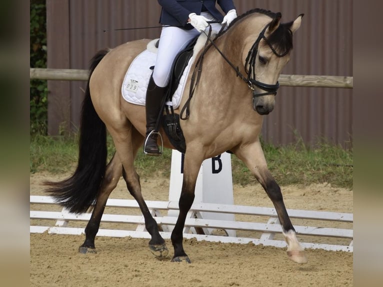 Deutsches Reitpony Wallach 8 Jahre 148 cm Falbe in Dreieich