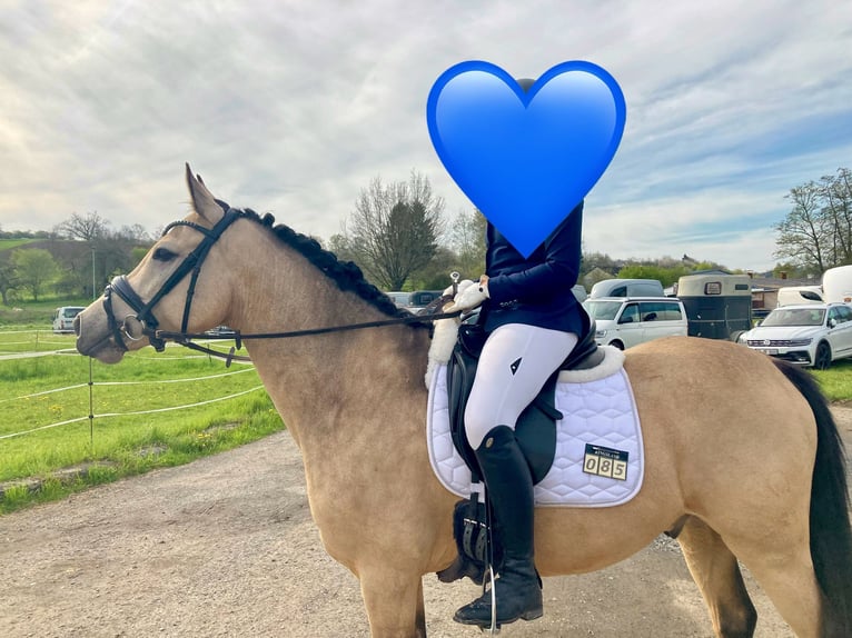 Deutsches Reitpony Wallach 8 Jahre 148 cm Falbe in Dreieich