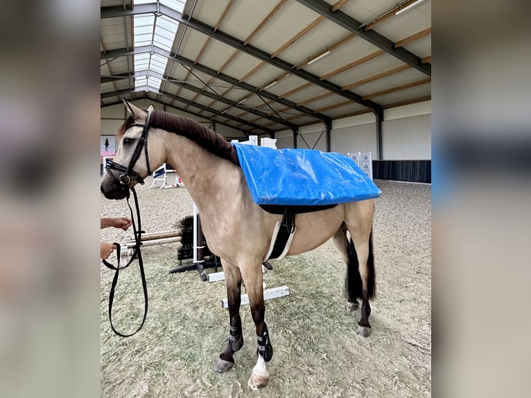 Deutsches Reitpony Wallach 8 Jahre 148 cm Falbe in Dreieich