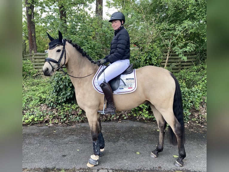 Deutsches Reitpony Wallach 8 Jahre 148 cm Falbe in Dreieich