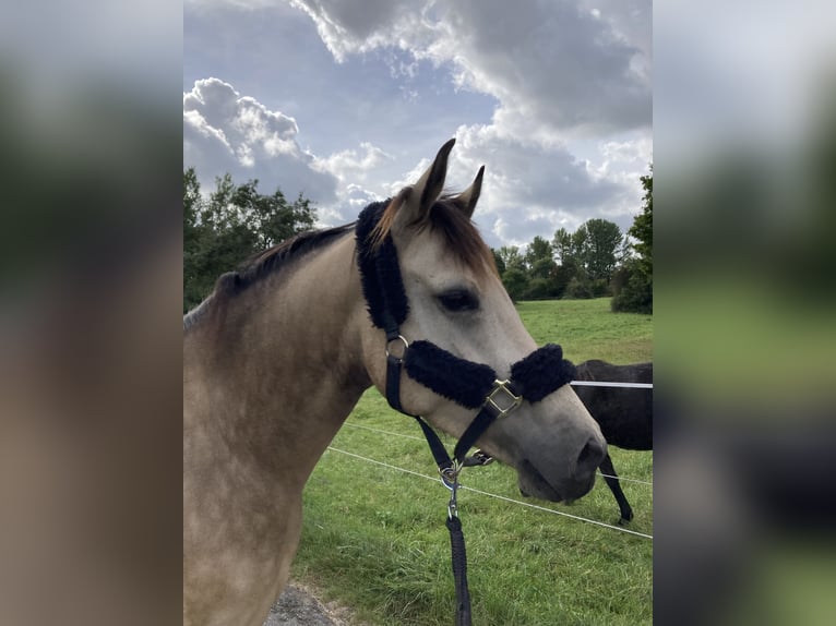 Deutsches Reitpony Wallach 8 Jahre 148 cm Falbe in Dreieich