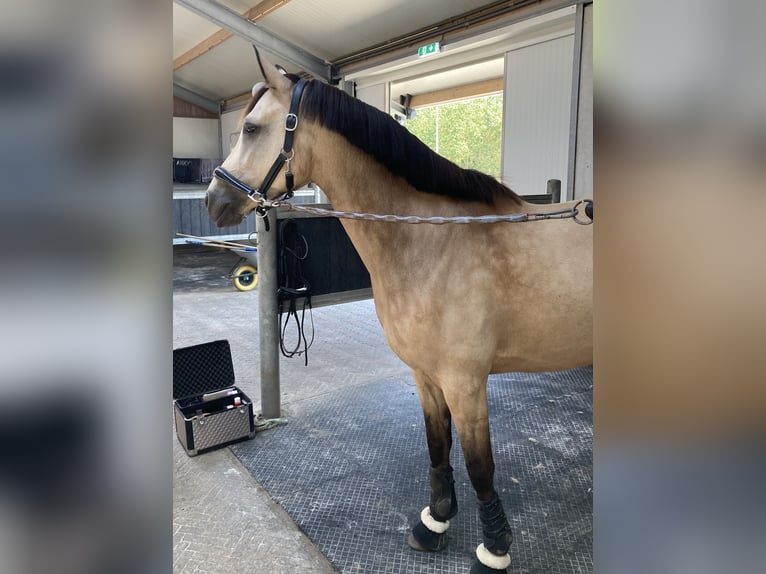 Deutsches Reitpony Wallach 8 Jahre 148 cm Falbe in Dreieich