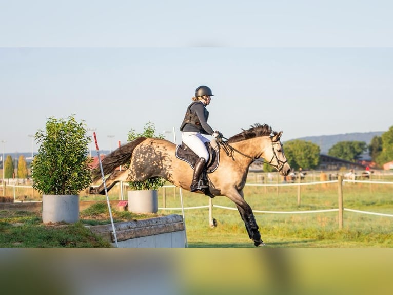 Deutsches Reitpony Wallach 8 Jahre 148 cm Falbe in Dreieich
