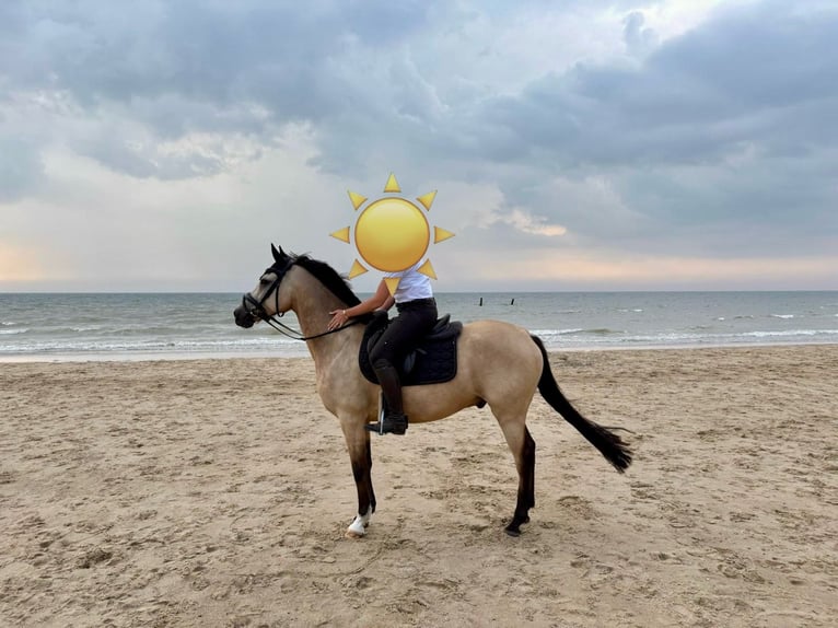 Deutsches Reitpony Wallach 8 Jahre 148 cm Falbe in Dreieich