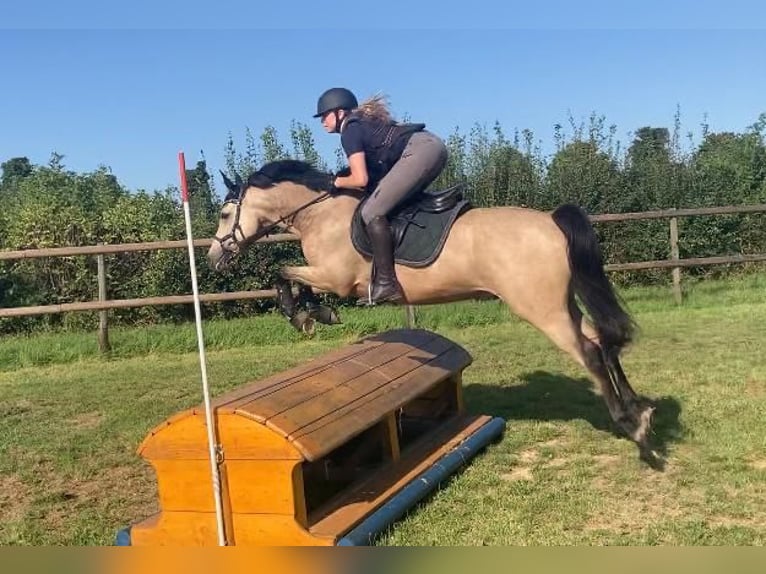 Deutsches Reitpony Wallach 8 Jahre 148 cm Falbe in Dreieich