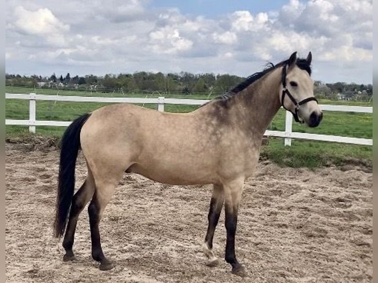 Deutsches Reitpony Wallach 8 Jahre 148 cm Falbe in Dreieich