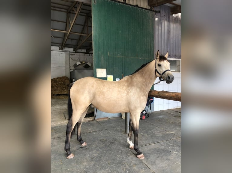 Deutsches Reitpony Wallach 8 Jahre 148 cm Falbe in Dreieich