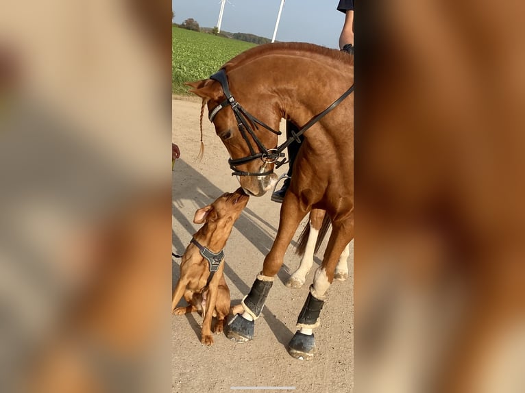 Deutsches Reitpony Wallach 8 Jahre 148 cm Fuchs in Schwalmtal