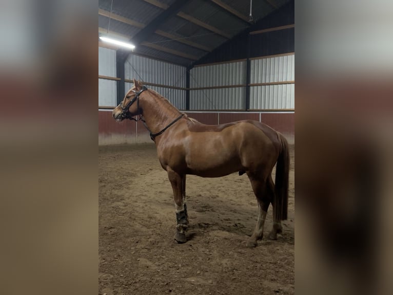 Deutsches Reitpony Wallach 8 Jahre 148 cm Fuchs in Schwalmtal