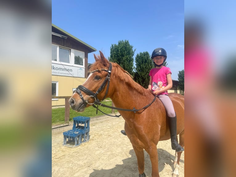 Deutsches Reitpony Wallach 8 Jahre 148 cm Fuchs in Vorhelm