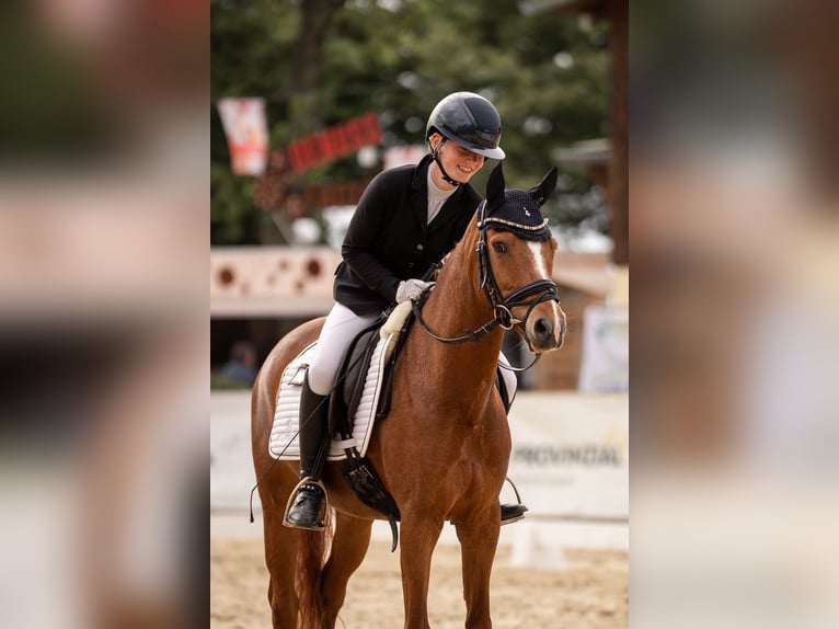 Deutsches Reitpony Wallach 8 Jahre 148 cm Fuchs in Vorhelm