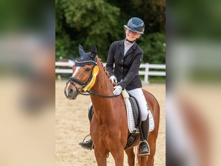 Deutsches Reitpony Wallach 8 Jahre 148 cm Fuchs in Vorhelm
