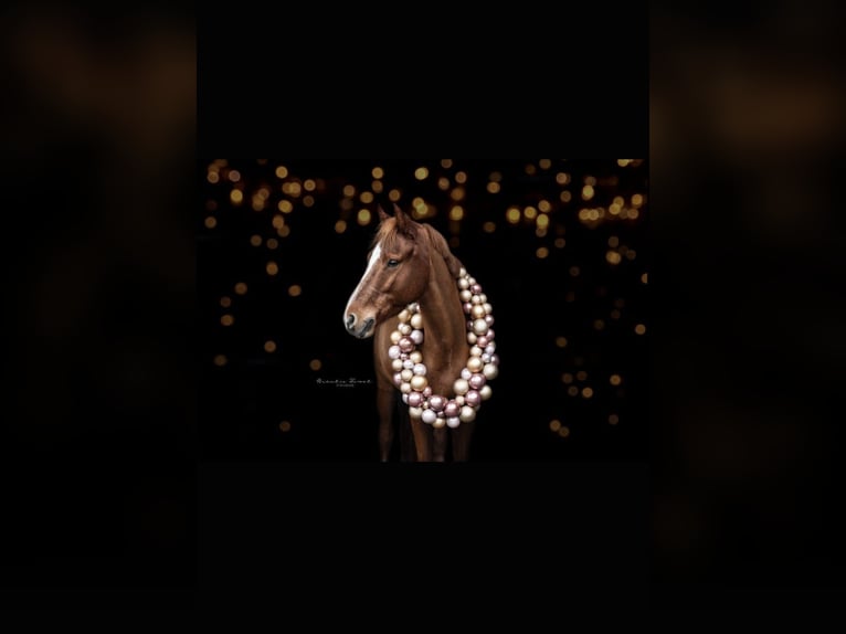 Deutsches Reitpony Wallach 8 Jahre 148 cm Fuchs in Vorhelm