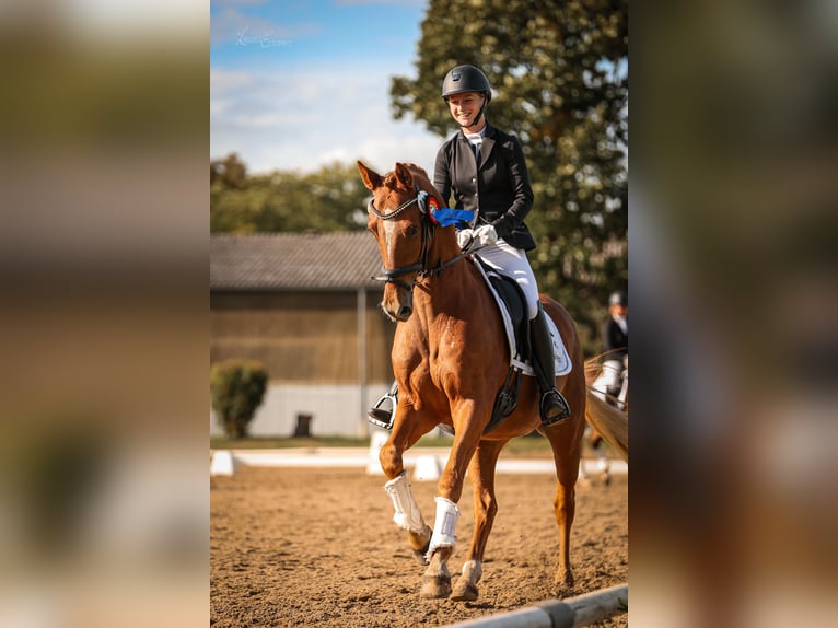 Deutsches Reitpony Wallach 8 Jahre 148 cm Fuchs in T&#xF6;nisvorst