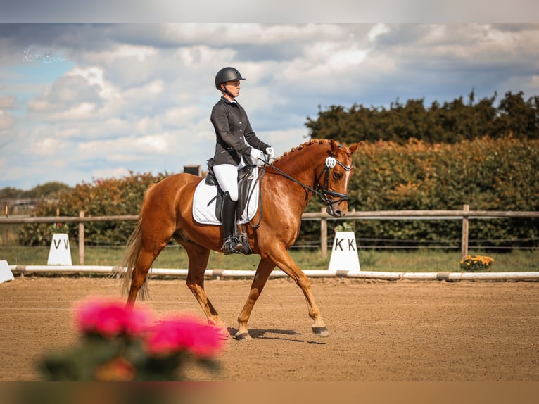 Deutsches Reitpony Wallach 8 Jahre 148 cm Fuchs in T&#xF6;nisvorst