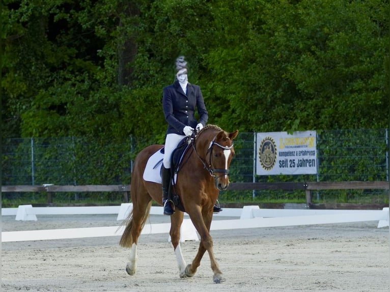 Deutsches Reitpony Wallach 8 Jahre 148 cm Fuchs in L&#xFC;dersdorf