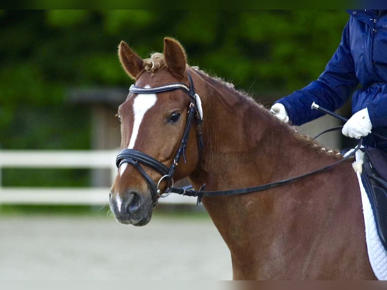 Deutsches Reitpony Wallach 8 Jahre 148 cm Fuchs in L&#xFC;dersdorf