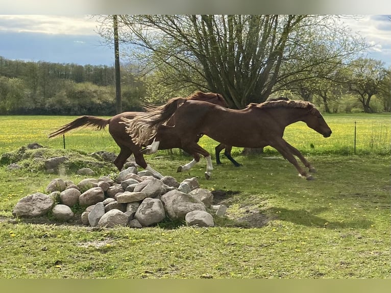 Deutsches Reitpony Wallach 8 Jahre 148 cm Fuchs in L&#xFC;dersdorf