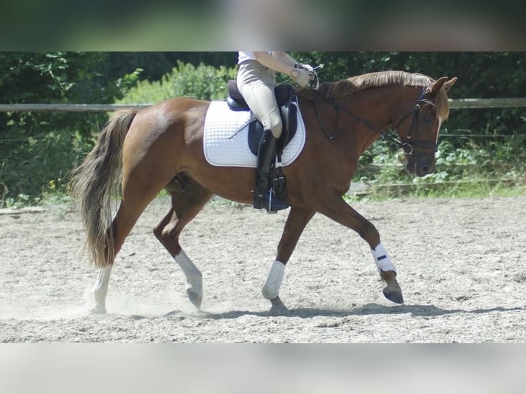Deutsches Reitpony Wallach 8 Jahre 148 cm Fuchs in L&#xFC;dersdorf