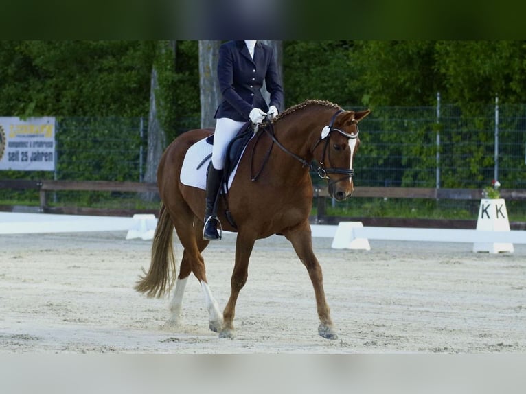 Deutsches Reitpony Wallach 8 Jahre 148 cm Fuchs in L&#xFC;dersdorf