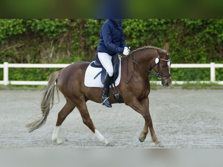 Deutsches Reitpony Wallach 8 Jahre 148 cm Fuchs in L&#xFC;dersdorf