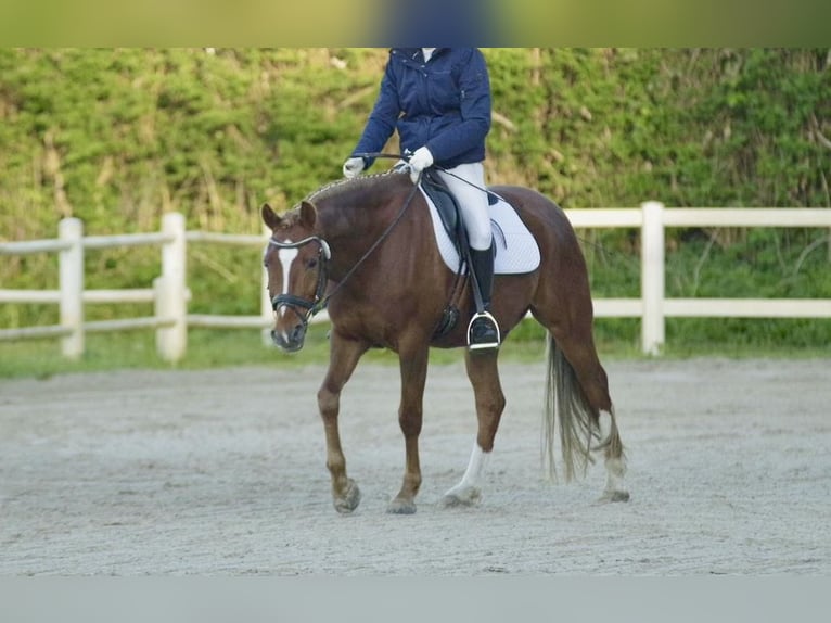 Deutsches Reitpony Wallach 8 Jahre 148 cm Fuchs in L&#xFC;dersdorf