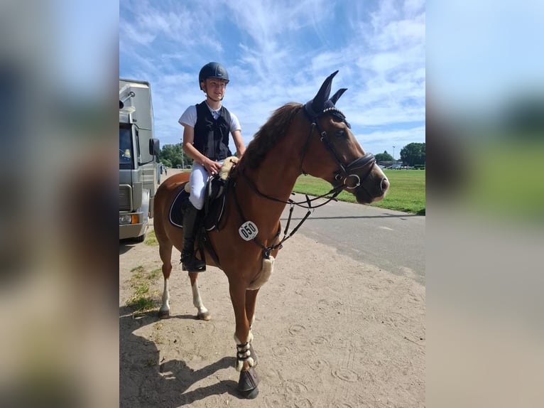 Deutsches Reitpony Wallach 8 Jahre 148 cm Fuchs in Horst