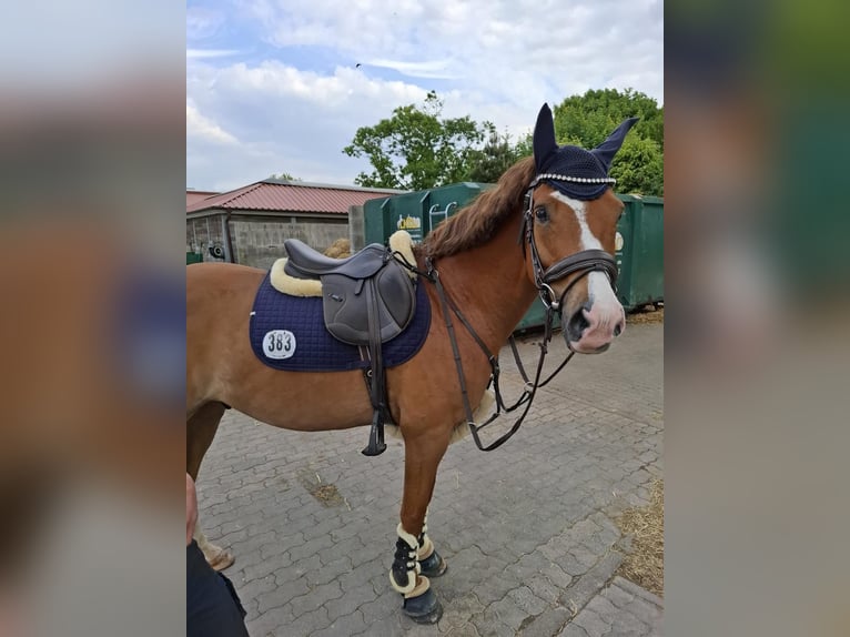 Deutsches Reitpony Wallach 8 Jahre 148 cm Fuchs in Horst Deutsches Reitpony Wallach 8 Jahre 148 cm Fuchs in Horst