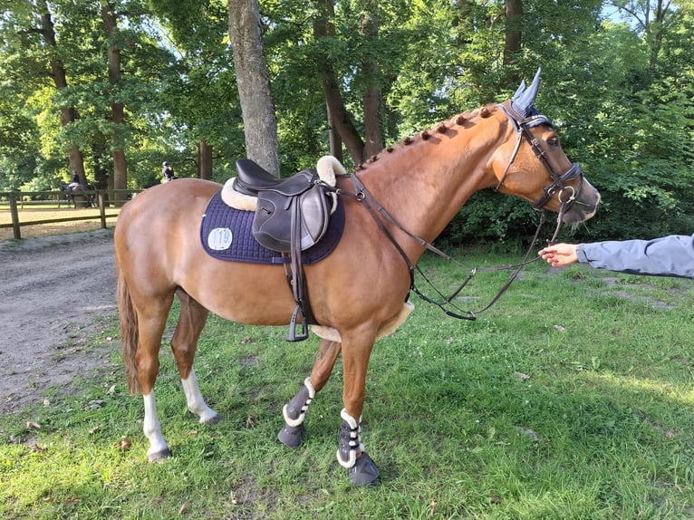 Deutsches Reitpony Wallach 8 Jahre 148 cm Fuchs in Horst Deutsches Reitpony Wallach 8 Jahre 148 cm Fuchs in Horst