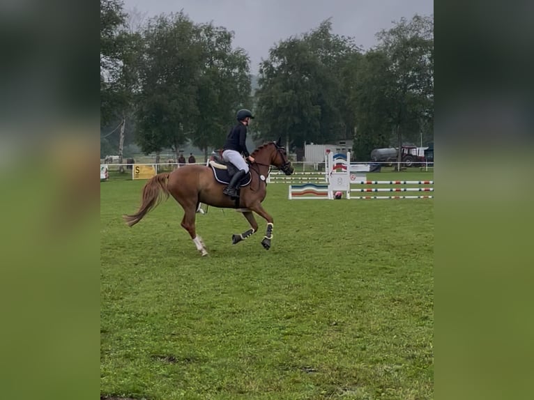 Deutsches Reitpony Wallach 8 Jahre 148 cm Fuchs in Horst