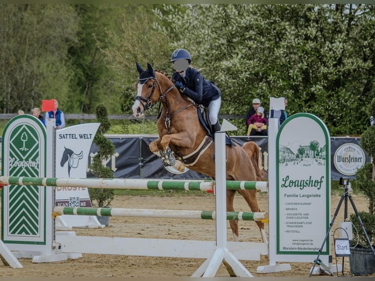 Deutsches Reitpony Wallach 8 Jahre 148 cm Fuchs in Schmallenberg