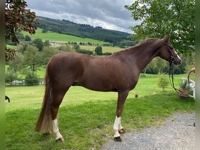 Deutsches Reitpony Wallach 8 Jahre 148 cm Fuchs in Schmallenberg
